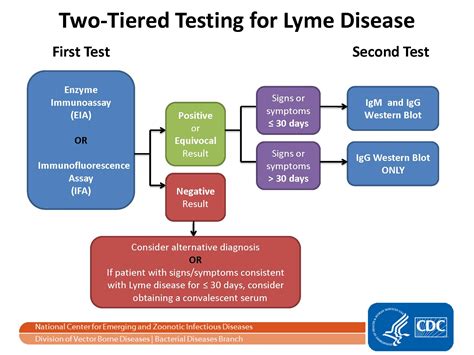 lyme disease blood test positive